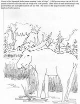 Coloring Pages Elk Moose Printable Color Hunting Moose2 Library Book Comments sketch template