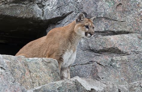Eastern Cougar Nature Canada