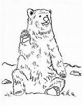 Bear Coloring Grizzly Pages Realistic Printable Drawing Print Color Line Step Getcolorings Getdrawings Today Samanthasbell Colorings sketch template