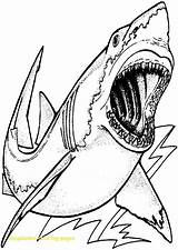 Megalodon Sharks Requin Imprimer Template Dinosaure Getcolorings Albanysinsanity sketch template