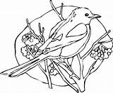 Coloring Robin Magpie Bird Pages Perching Twigs Designlooter sketch template