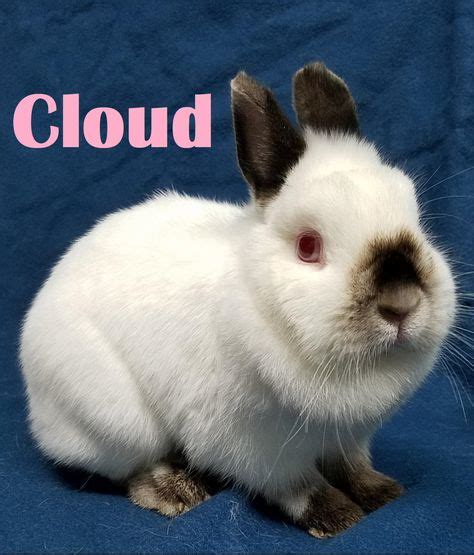 adopt   sdhrs ideas adoption animals rabbit