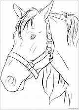 Horse Pages Head Coloring Color Adults sketch template