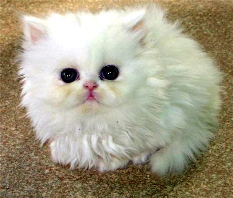 kucing kucing persia kucing pintar anak kucing lucu kucing mahal judi domino facebook