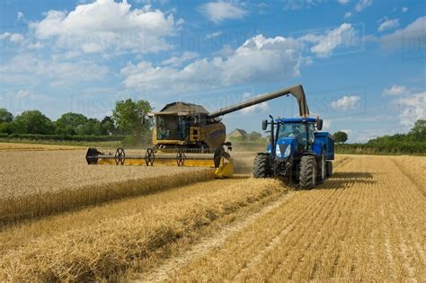 combine harvester  tractor harvesting wheat  wheatfield stock