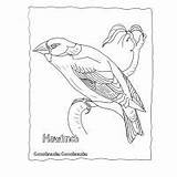 Coloring Pages Finch Yellow Birds Africa Animals Gorilla sketch template