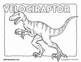 Velociraptor Colorir Jurassic Dibujo Raptor Desenhos Dinosaurio Ferocious Dinosauro Dinosaurier Dinosaurs Dinossauro Allosaurus Tim Timvandevall Perigoso Schizzi Schedario Insegnante Feathers sketch template