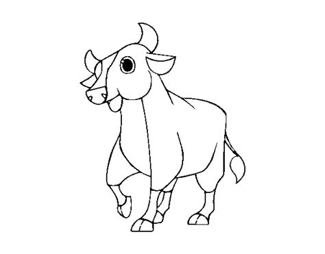 calf coloring page coloringcrewcom