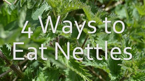eat nettles   ways nest  glow