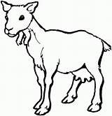 Goat Cabra Capra Koza Cabras Bode Colorat Ziege Kolorowanki Fofo Goats Kolorowanka Druku Hembra Planse Tiere Billy Desene Kozy Graciosas sketch template
