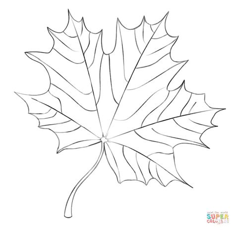 maple leaf coloring page  printable coloring pages
