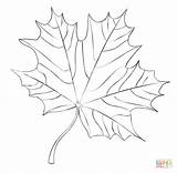 Maple Leaf Coloring Pages Drawing Fall Printable Draw Feuille Dessin Step Supercoloring Tutorials Kids Print Arbre Realistic érable Coloriage Pencil sketch template