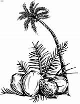 Coconut Tree Vector Coloring Palm Drawing Silhouette Clipart Illustration Illustrator Clip Draw Graphic Getdrawings Ai 30mb Collection Pages Adobe Library sketch template