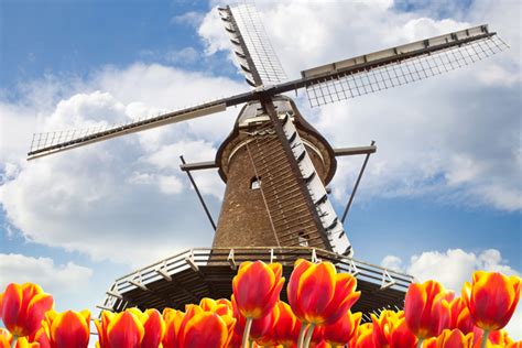 tulips windmills river cruise  netherlands belgium