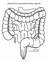 Organs Intestine Humano Cuerpo Organes Activity Digestivo Humain Aparatos Exploringnature Moldes Ciencia Ciencias Vial Educacion Maqueta sketch template
