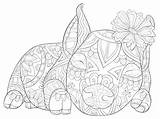 Coloring Adult Pig Book Ornaments Cute Illustration Dreamstime Illustrations Vectors sketch template