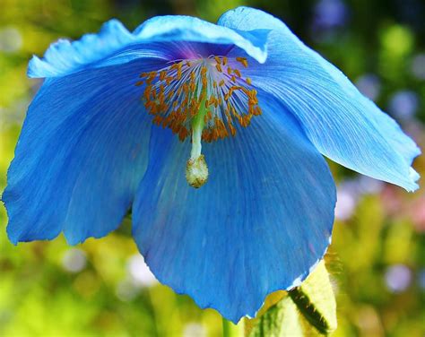 blue poppy  photograph  mo barton
