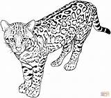 Coloring Leopard Pages Printable Drawing sketch template