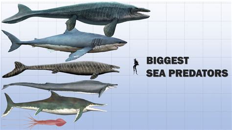 biggest sea predators extinct  living youtube