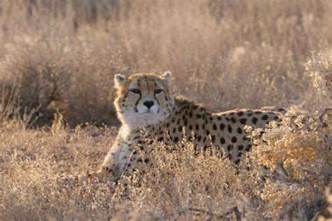 Female Asiatic Cheetah Cub Sighted In Miandasht Mehr