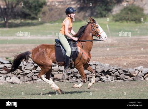 riding  horse  full gallop  res stock photography  images alamy