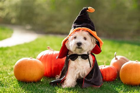 salenew  popular dog halloween costume premierdrugscreeningcom