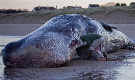 facebook user  advertised jaw  teeth  beached sperm whale  sale   face