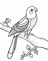 Coloring Parrot Pages Conure Bird Printable Colouring Pdf Birds Coloringcafe Kids Animal Adult Parrots Drawings Jungle 36kb 507px sketch template