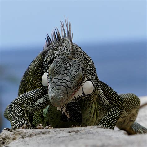 leguaan curacao crocodilos animais  mundo lagartos