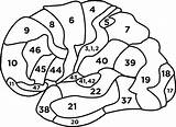 Brodmann Areas Lateral Left Brain Speech Map Pathology Interactive Medial Previous Next Surface sketch template