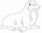 Walrus Coloring Pages Morse Depositphotos Vectors Illustrations Royalty sketch template