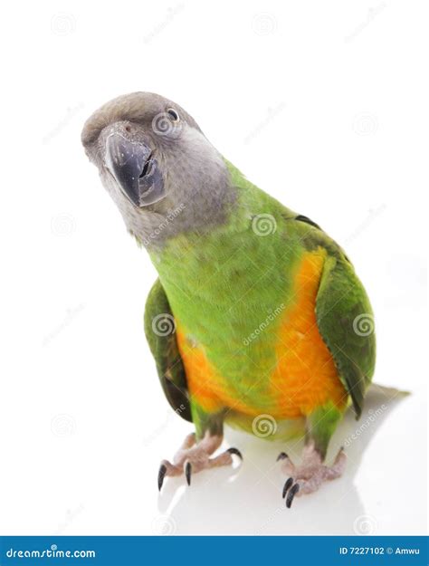 senegal parrot stock photo image  species beak isolated