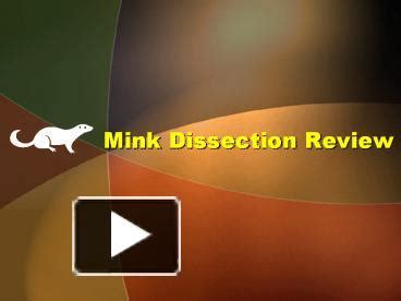 mink dissection review powerpoint    view id  ywin