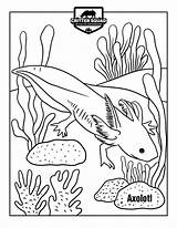 Axolotl Amphibian Fact Crittersquad sketch template