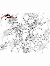 Thistle sketch template