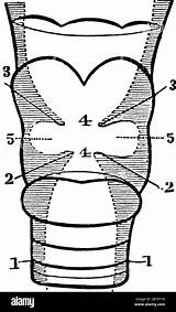 Vocal Cords Larynx Trachea Folds sketch template