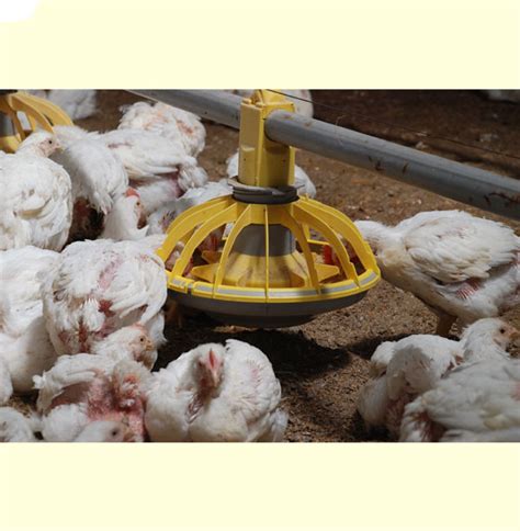 automatic feeding system supplier automatic feeding system manufacturer  pune maharashtra