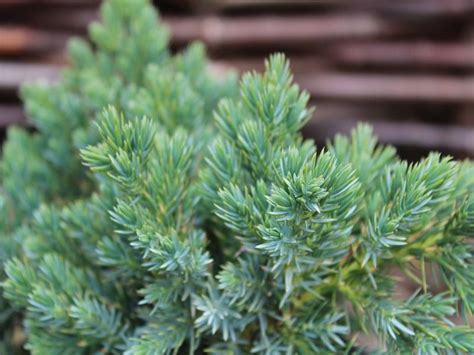 Juniperus Squamata Blue Star Conifers Plants