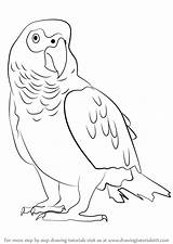 Draw Drawingtutorials101 Parrots Papagei Graupapagei Malen Lernen Perroquet Patrones Raisingparrots sketch template