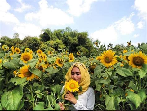 tujuh taman bunga tercantik  indonesia warung wisata