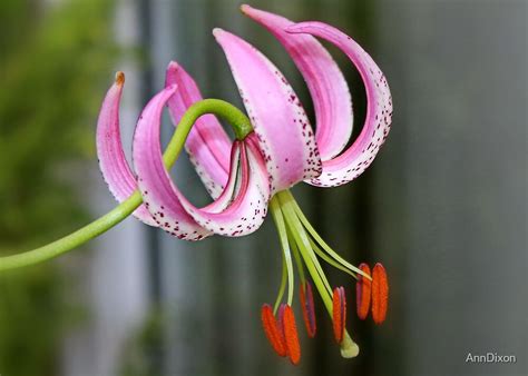 chinese lily  anndixon redbubble