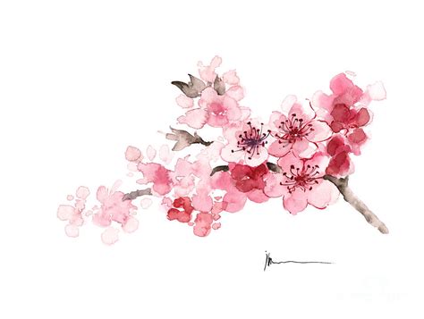 Cherry Blossom Branch Watercolor Art Print Painting