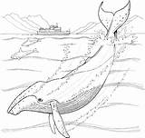 Whale Humpback Coloring Pages Marine Animal Animals Colouring Adult Sharks sketch template