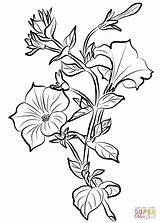 Petunia Coloring Drawing Pages Drawings Sketch Paintingvalley sketch template