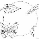 Mariposa Ciclos Ciclo Metamorfosis sketch template