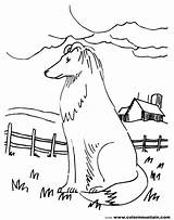 Collie Border Coloring Pages Printable Getcolorings Color sketch template