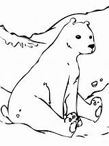 Arctic Colorat Ursul Mewarnai Beruang Imagini Coca Oso Ursos Ositos Osito Desene Fise Getdrawings sketch template