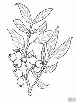 Huckleberry Coloring Branch Drawing Pages Fruit Printable Idaho Tattoo Drawings Flower Google Plant Illustration Sheets Botanical Line sketch template