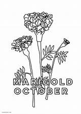 Marigold sketch template