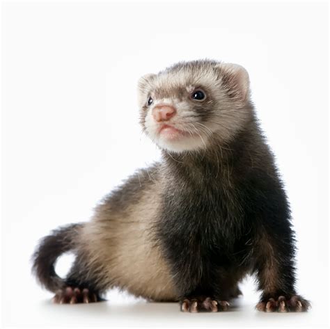 ferret animals interesting facts latest pictures  wildlife photographs